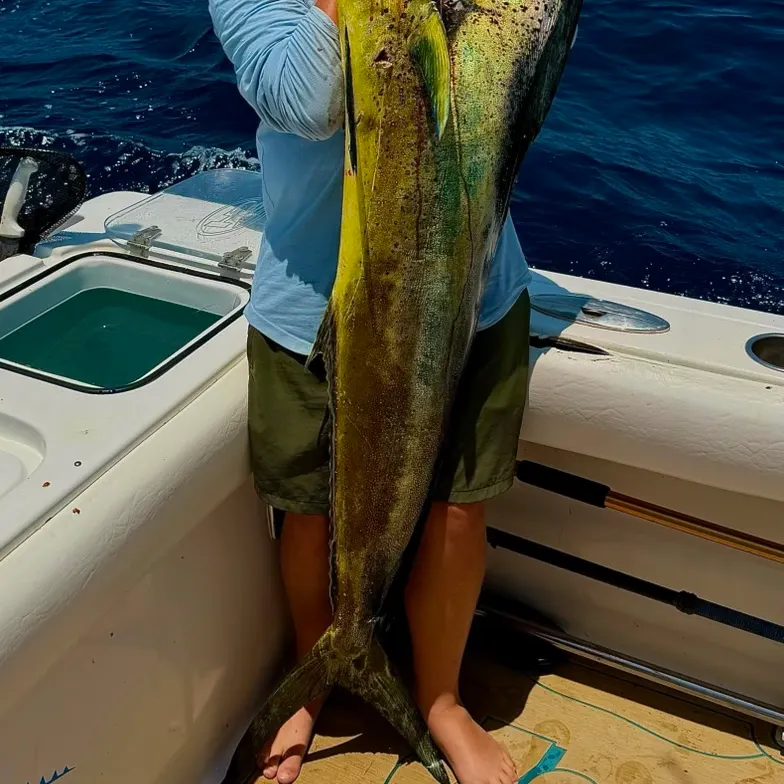 Common dolphinfish caught on Fishbrain