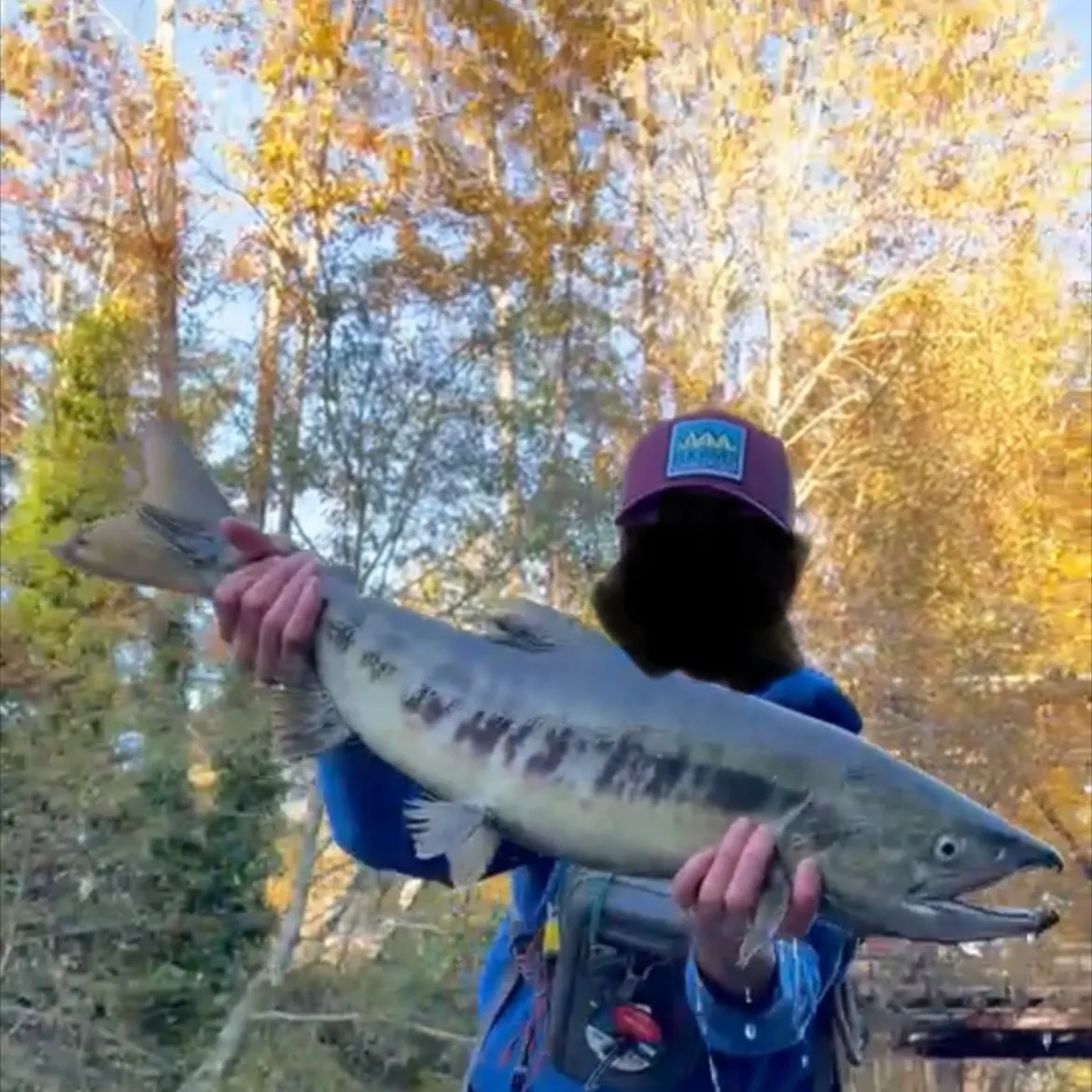 Chum salmon caught on Fishbrain
