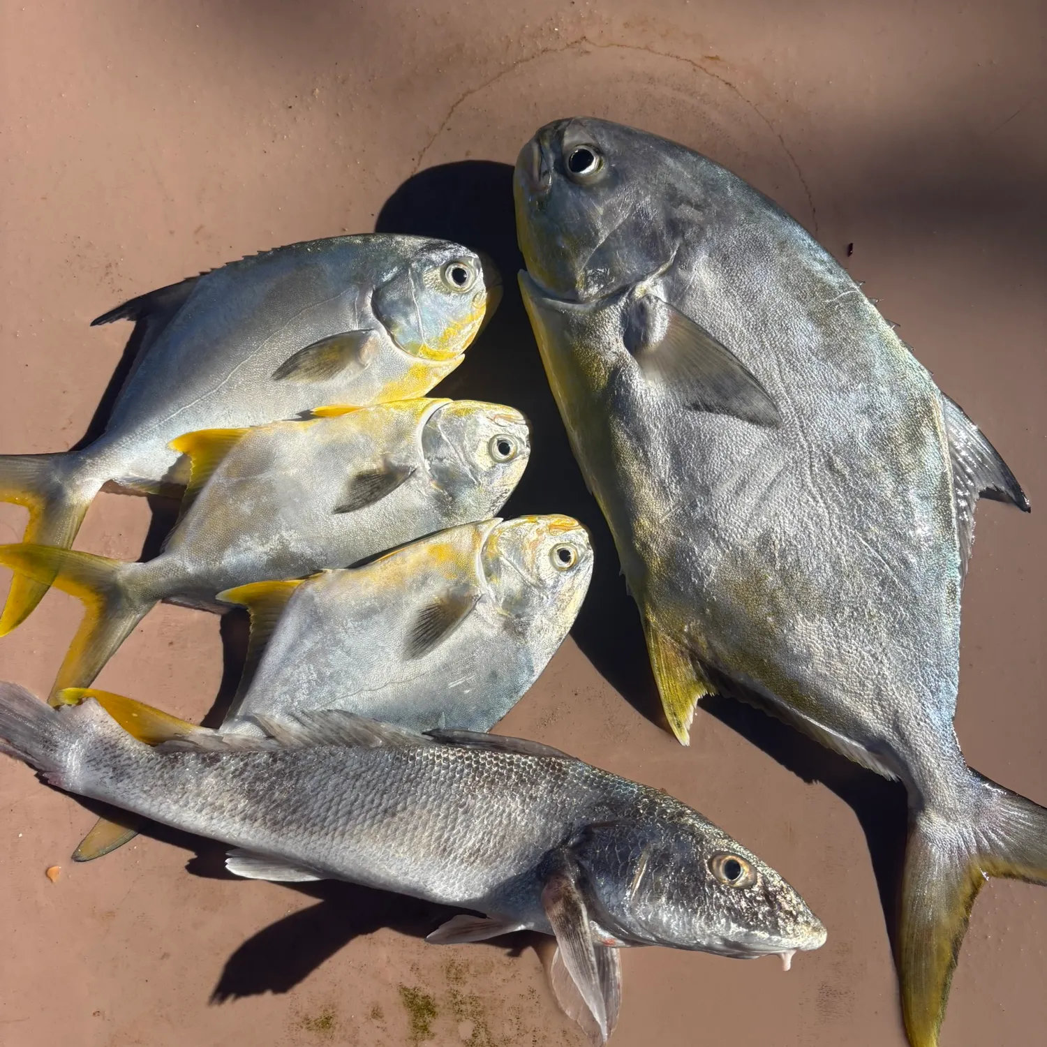 Florida pompano caught on Fishbrain