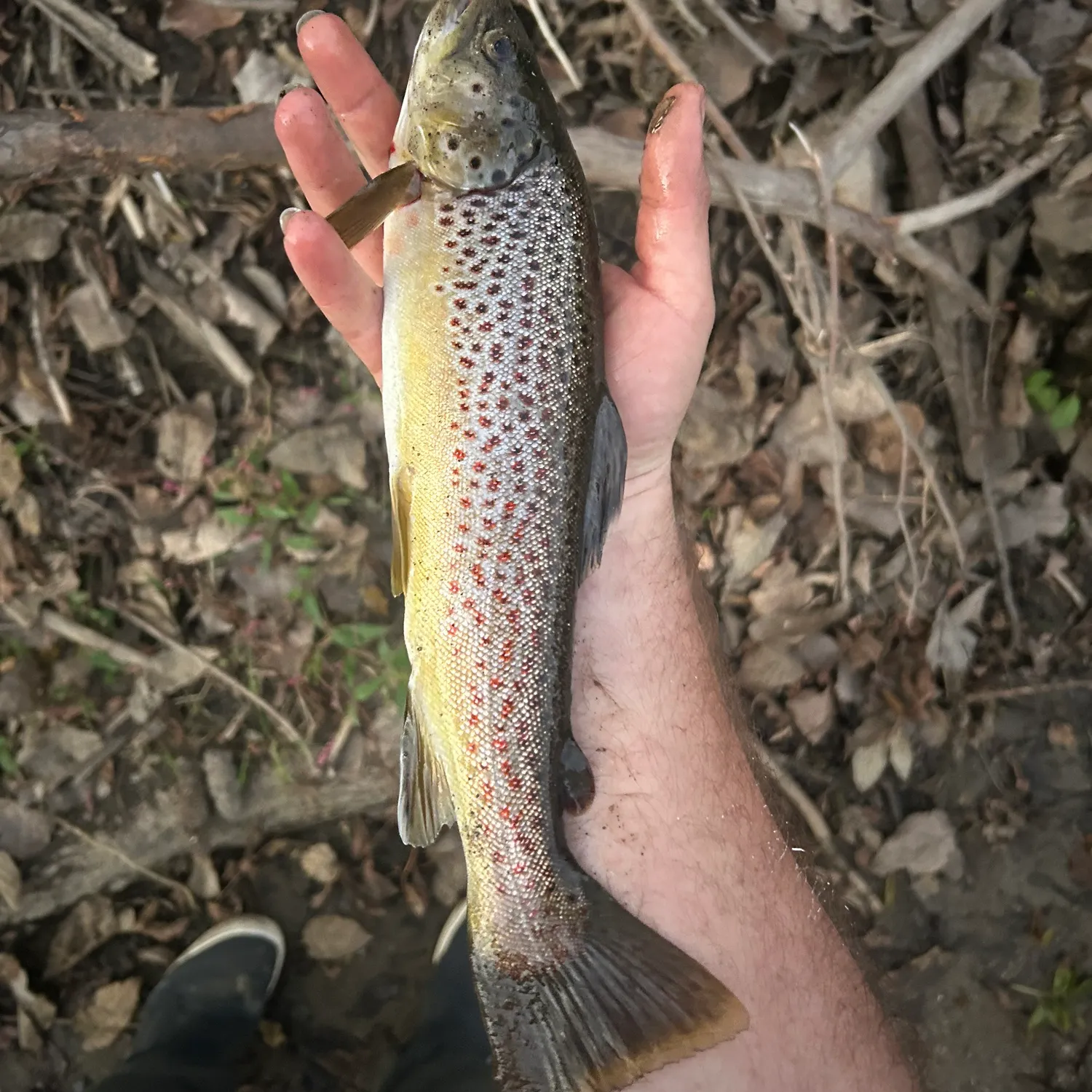 Brown trout caught on Fishbrain