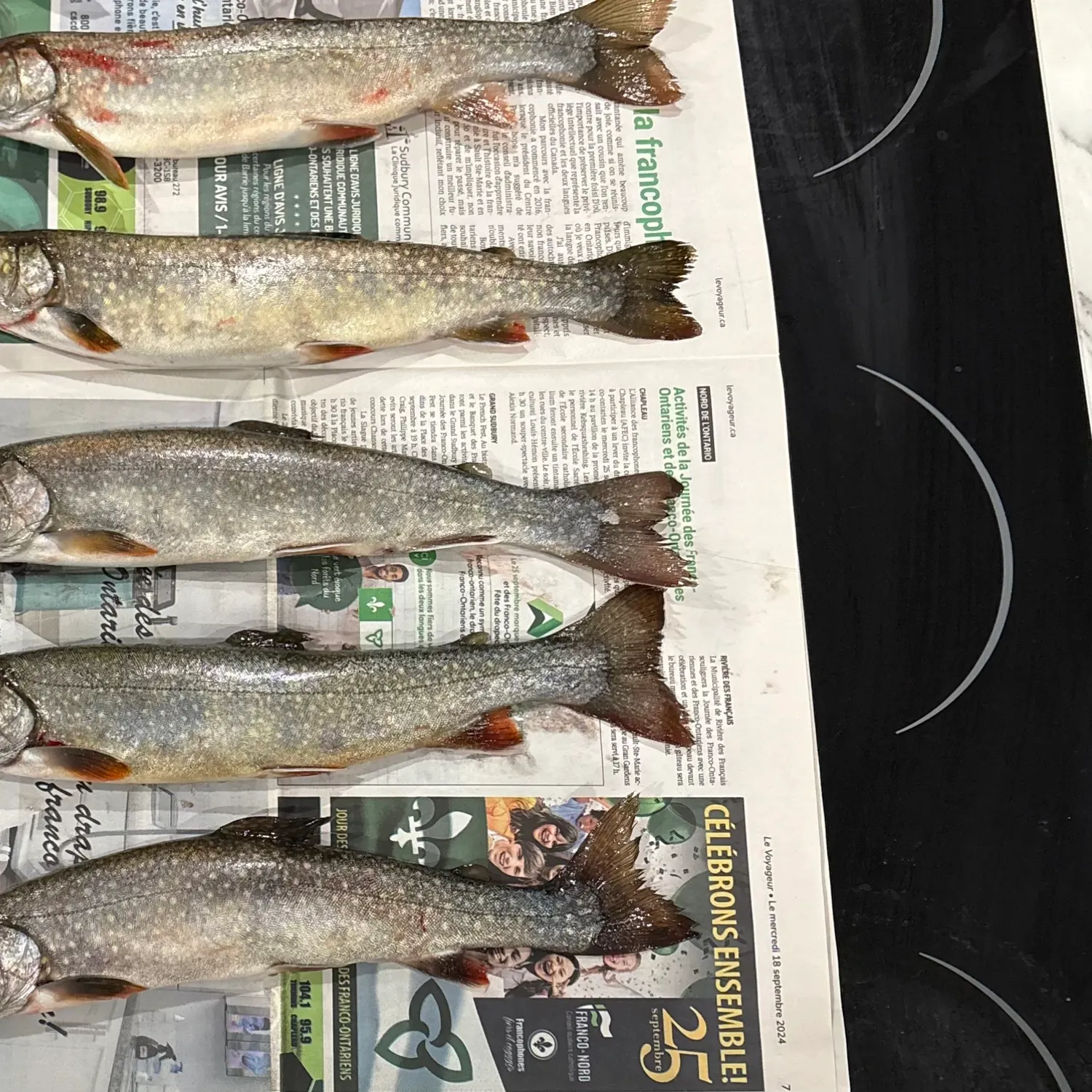 The most recent Splake catches on Fishbrain