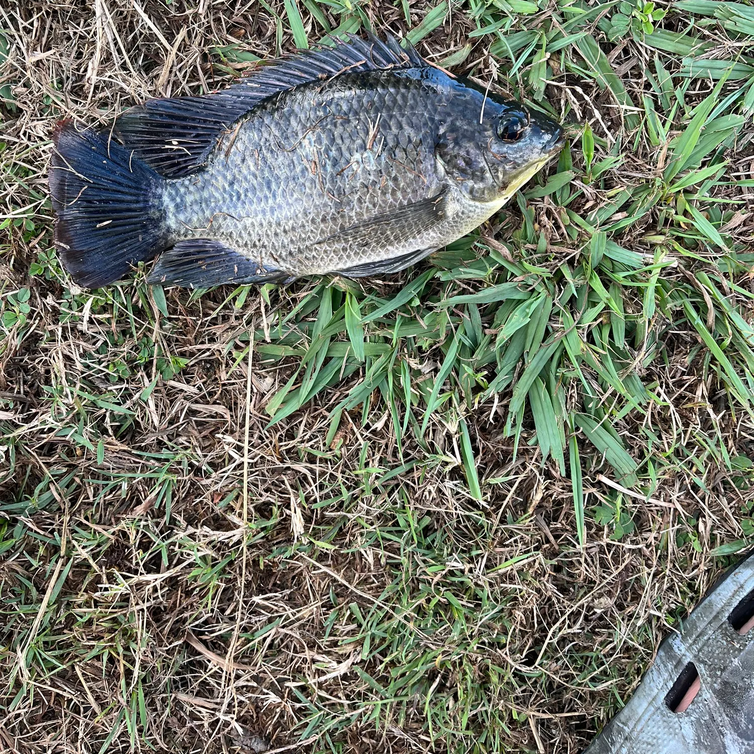 The most recent Mozambique tilapia catches on Fishbrain