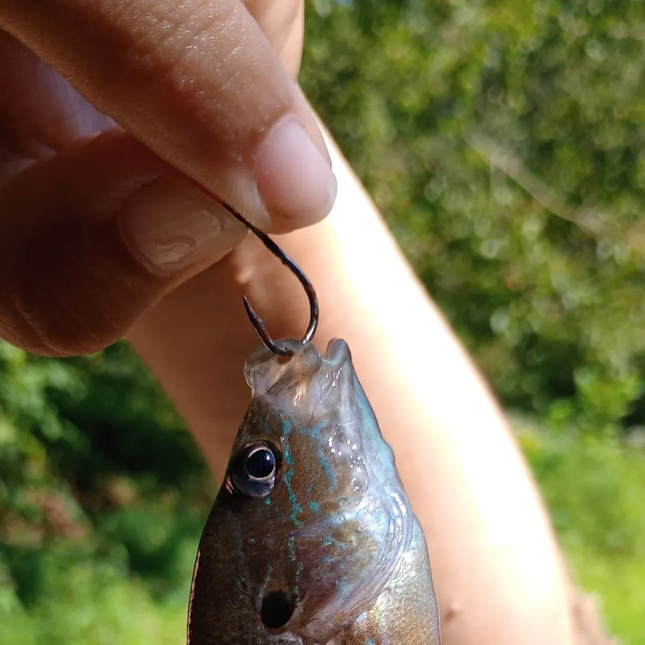 Green sunfish caught on Fishbrain