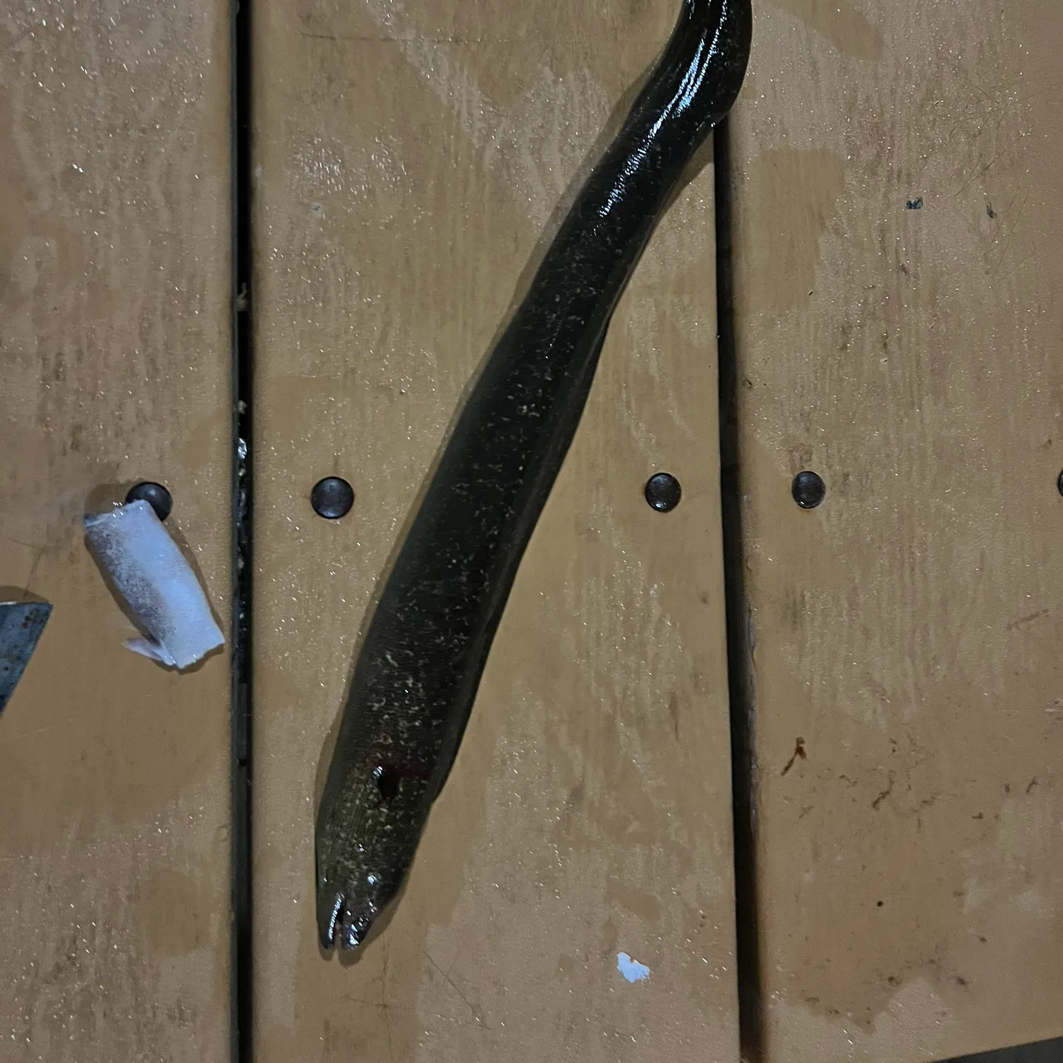 The most recent California moray catches on Fishbrain