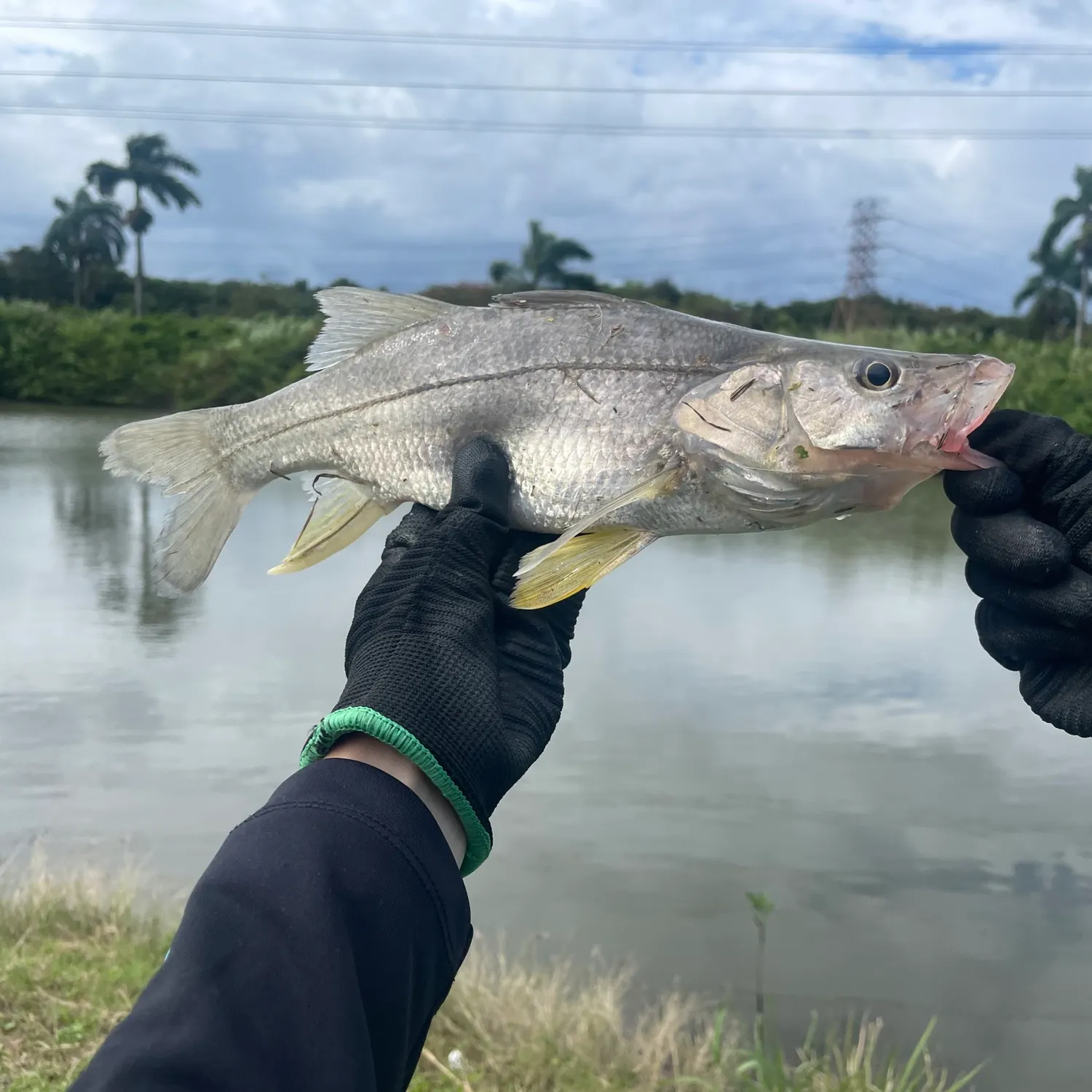 The most recent Fat snook catches on Fishbrain
