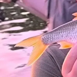 Common roach caught on Fishbrain