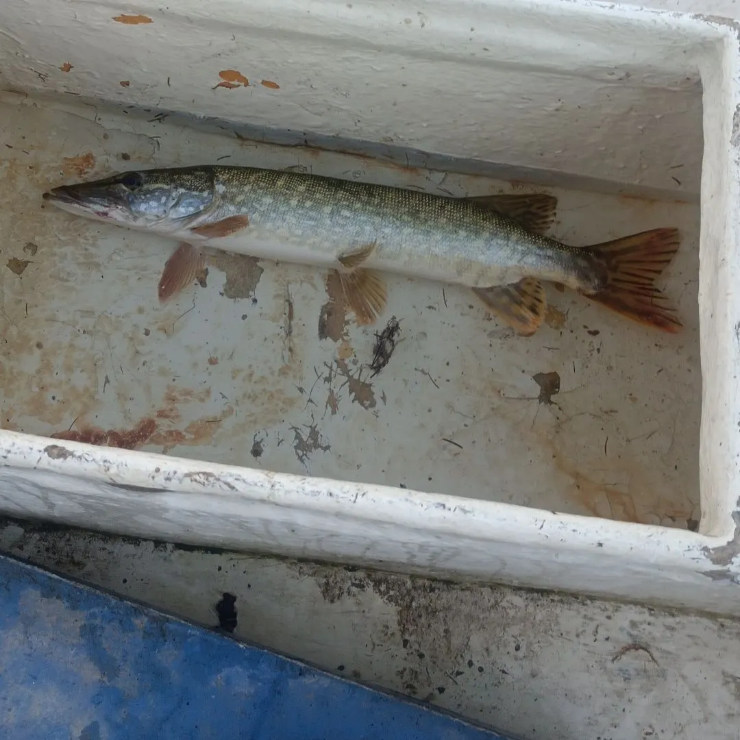 Northern pike caught on Fishbrain