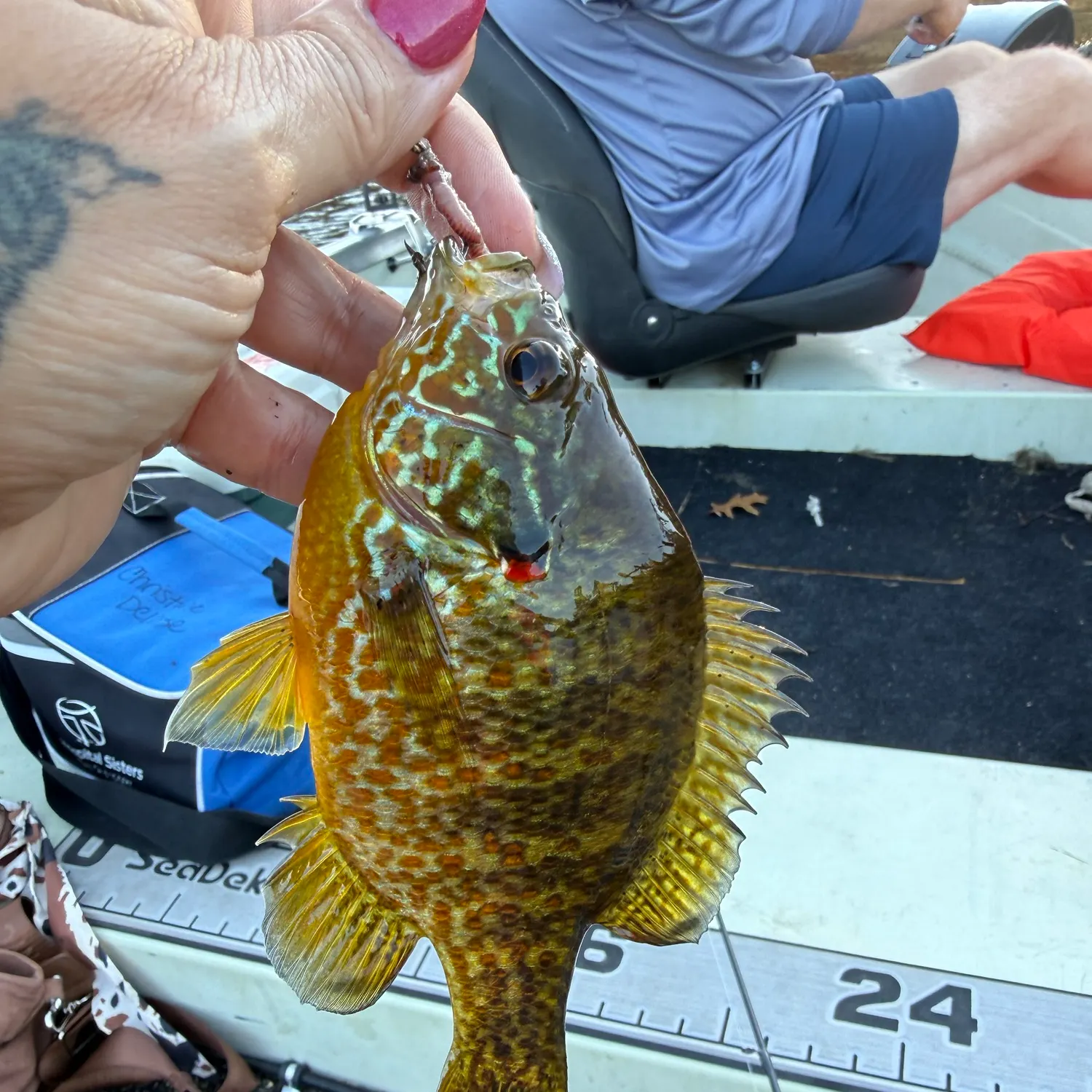 Pumpkinseed caught on Fishbrain