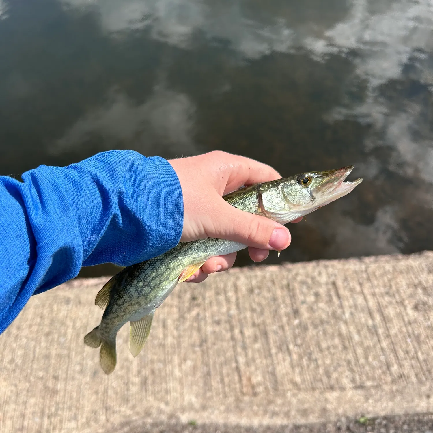 Chain pickerel caught on Fishbrain