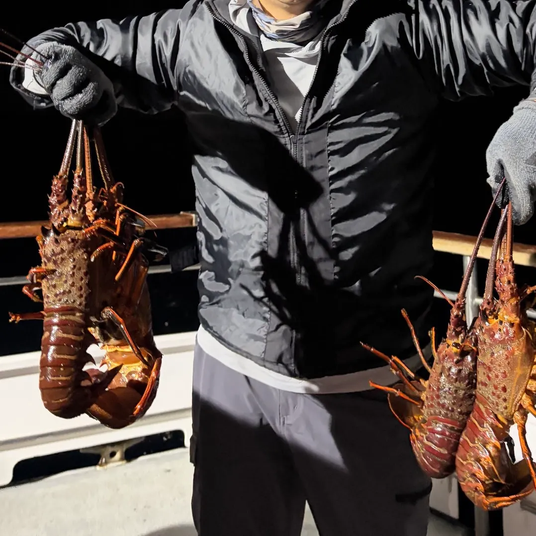 The most recent California spiny lobster catches on Fishbrain