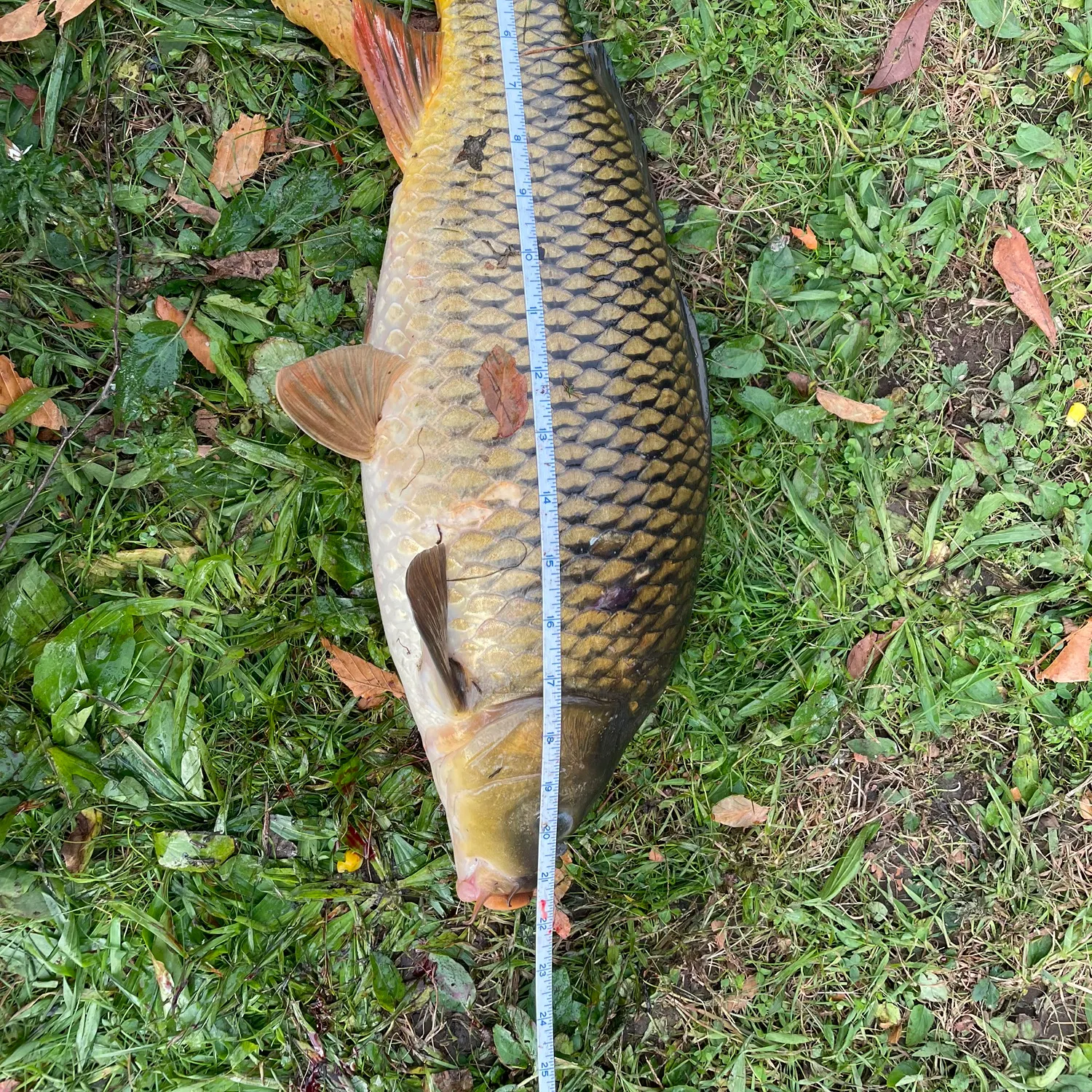 Common carp caught on Fishbrain