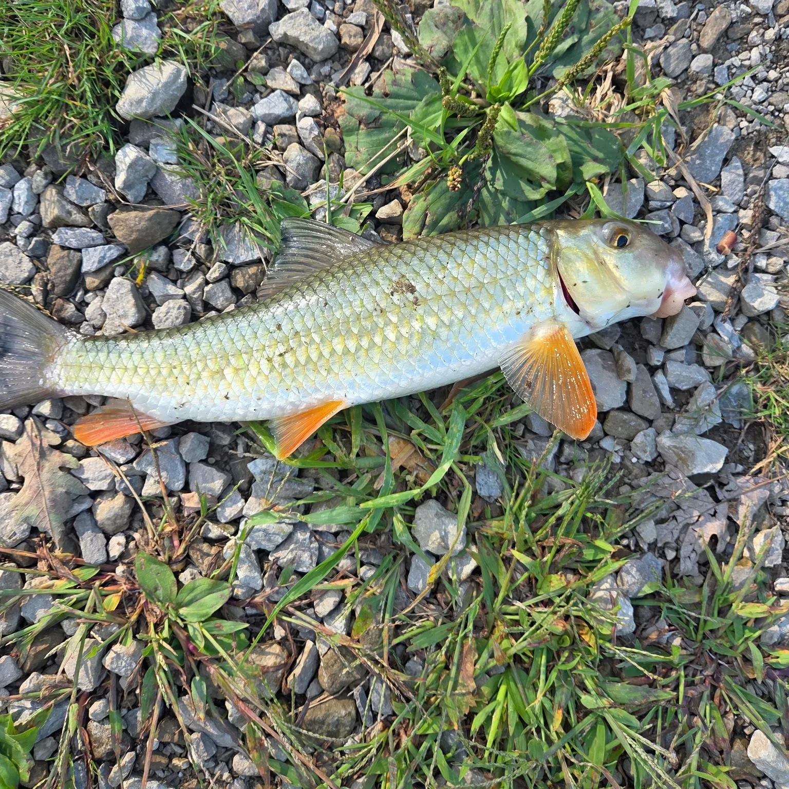 The most recent Golden redhorse catches on Fishbrain