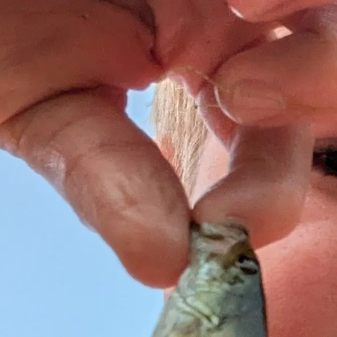 Smallmouth bass caught on Fishbrain