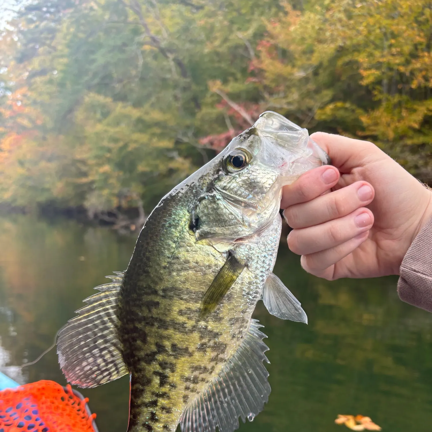 White crappie caught on Fishbrain