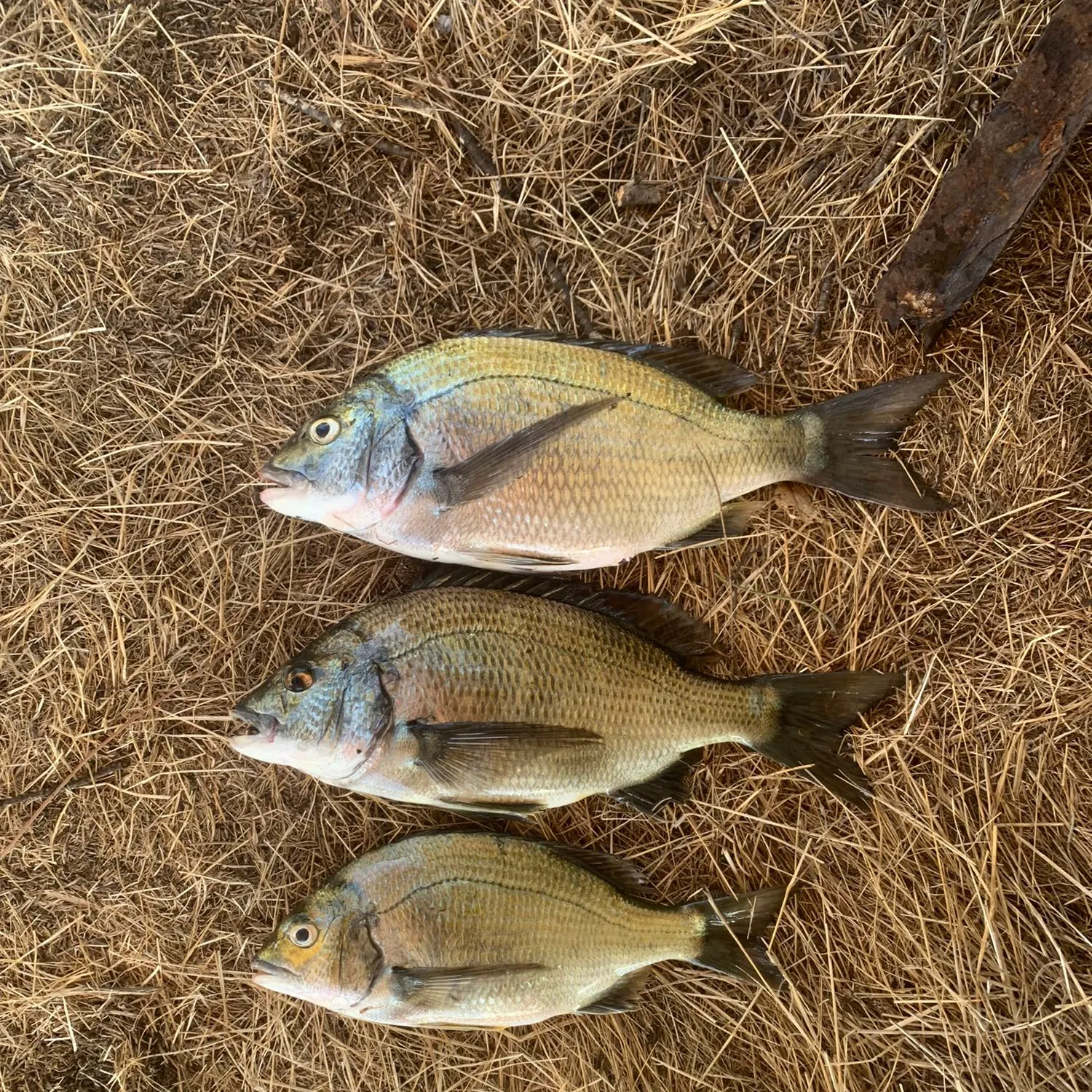 Southern black bream caught on Fishbrain