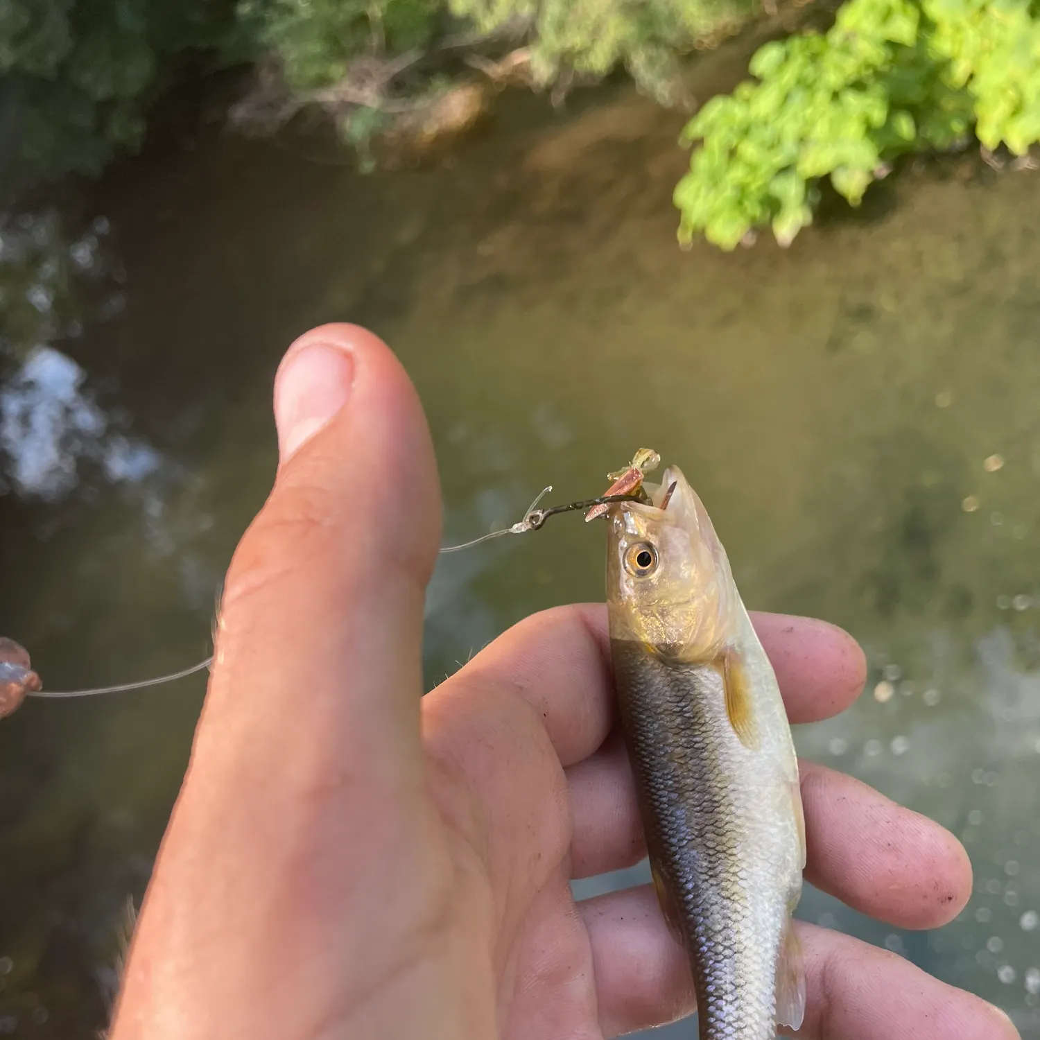 Creek chub caught on Fishbrain
