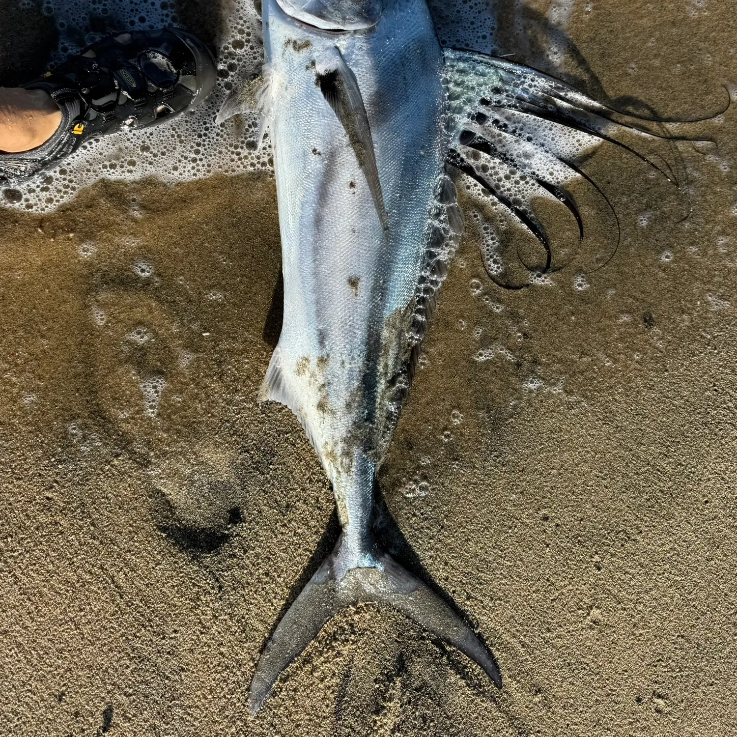 The most recent Roosterfish catches on Fishbrain
