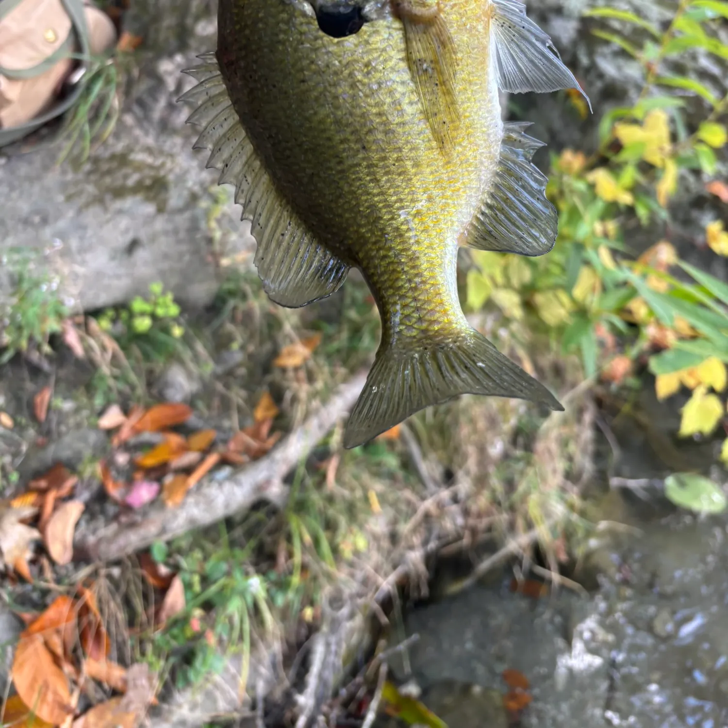 Bluegill caught on Fishbrain