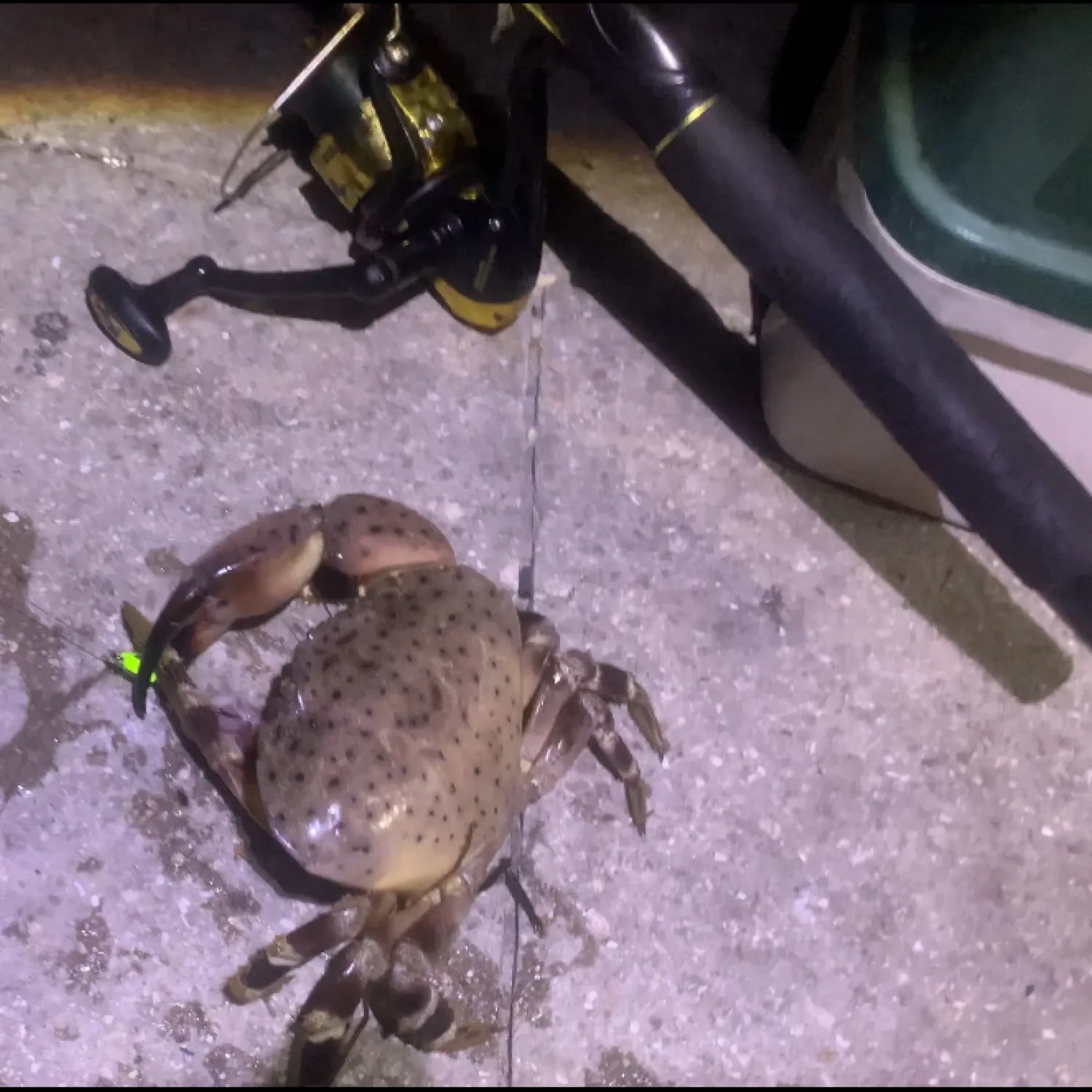The most recent Florida stone crab catches on Fishbrain