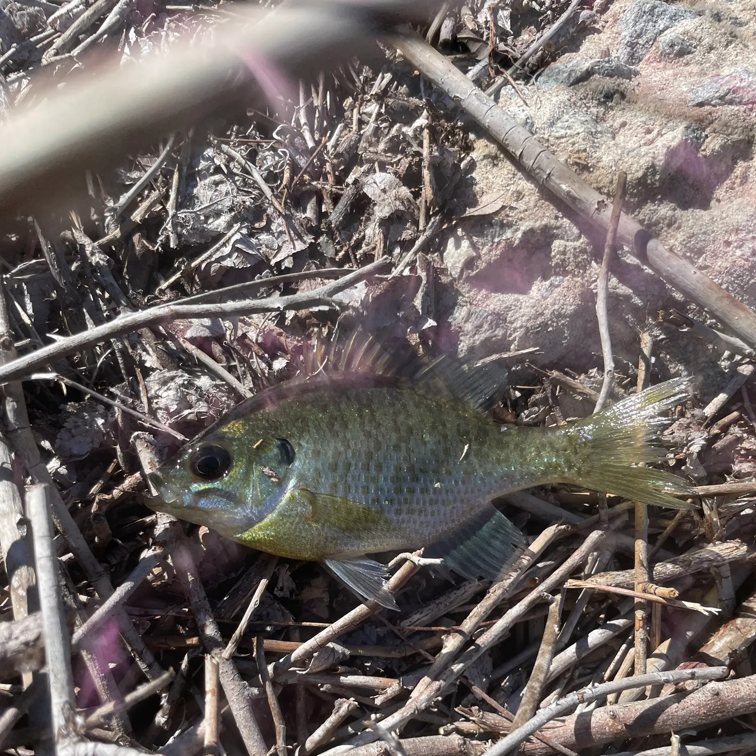 Bluegill caught on Fishbrain