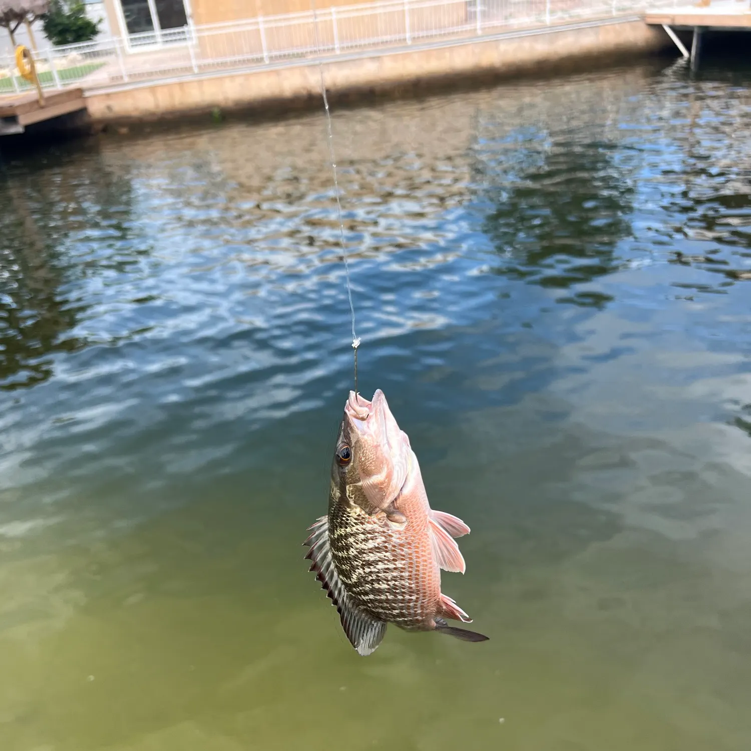 Mangrove snapper caught on Fishbrain