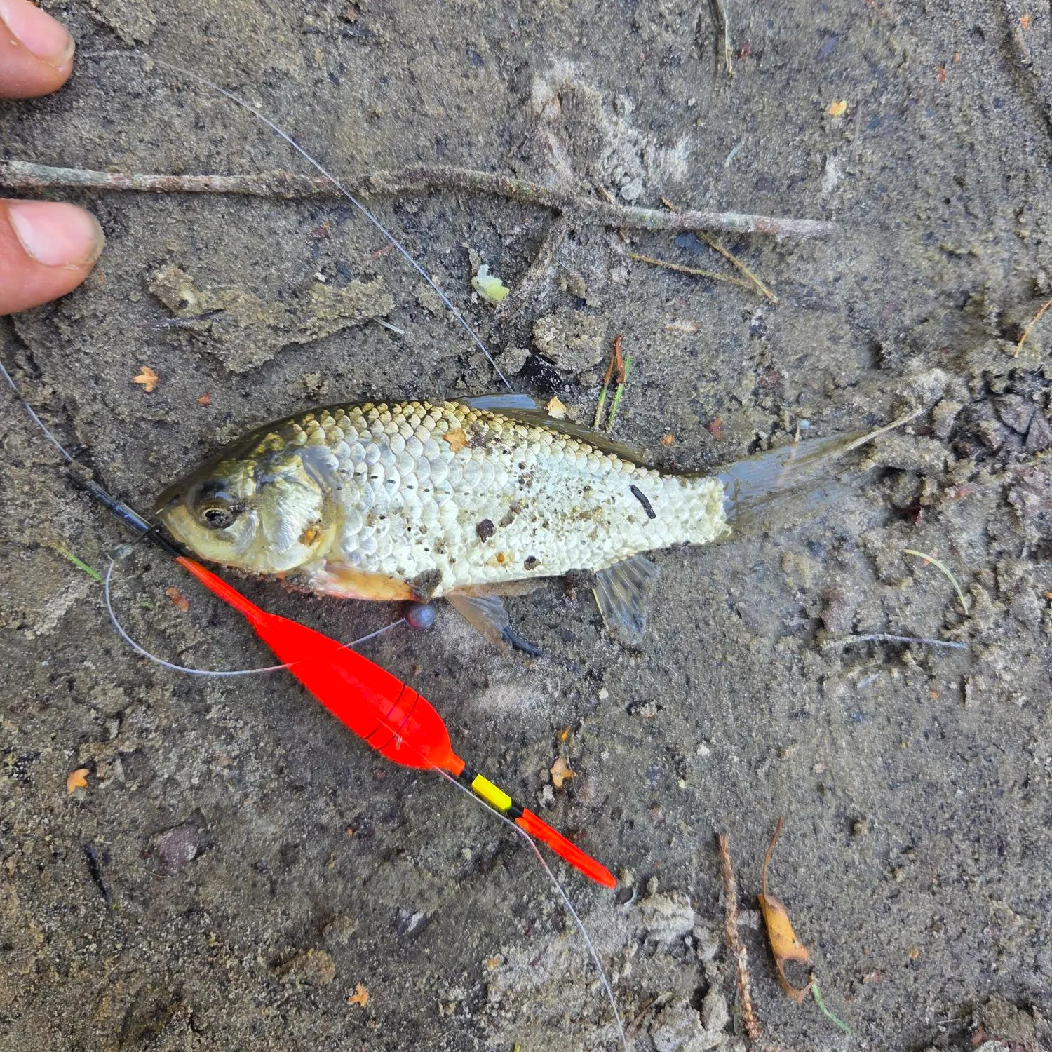 Goldfish caught on Fishbrain