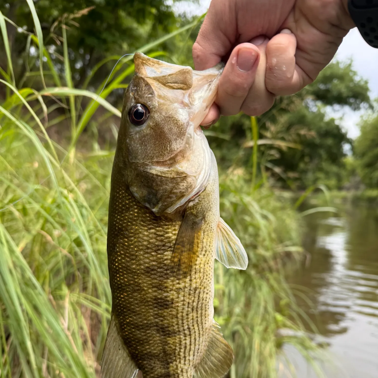 The most recent Guadalupe bass catches on Fishbrain