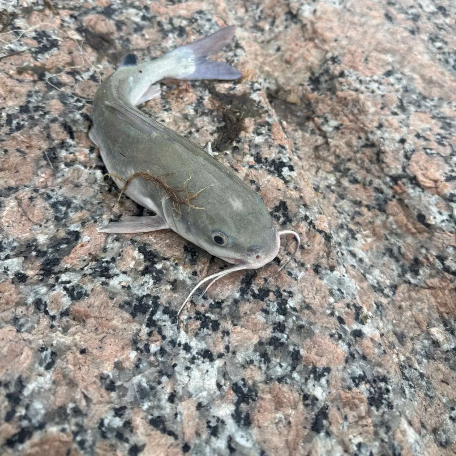 Hardhead sea catfish caught on Fishbrain
