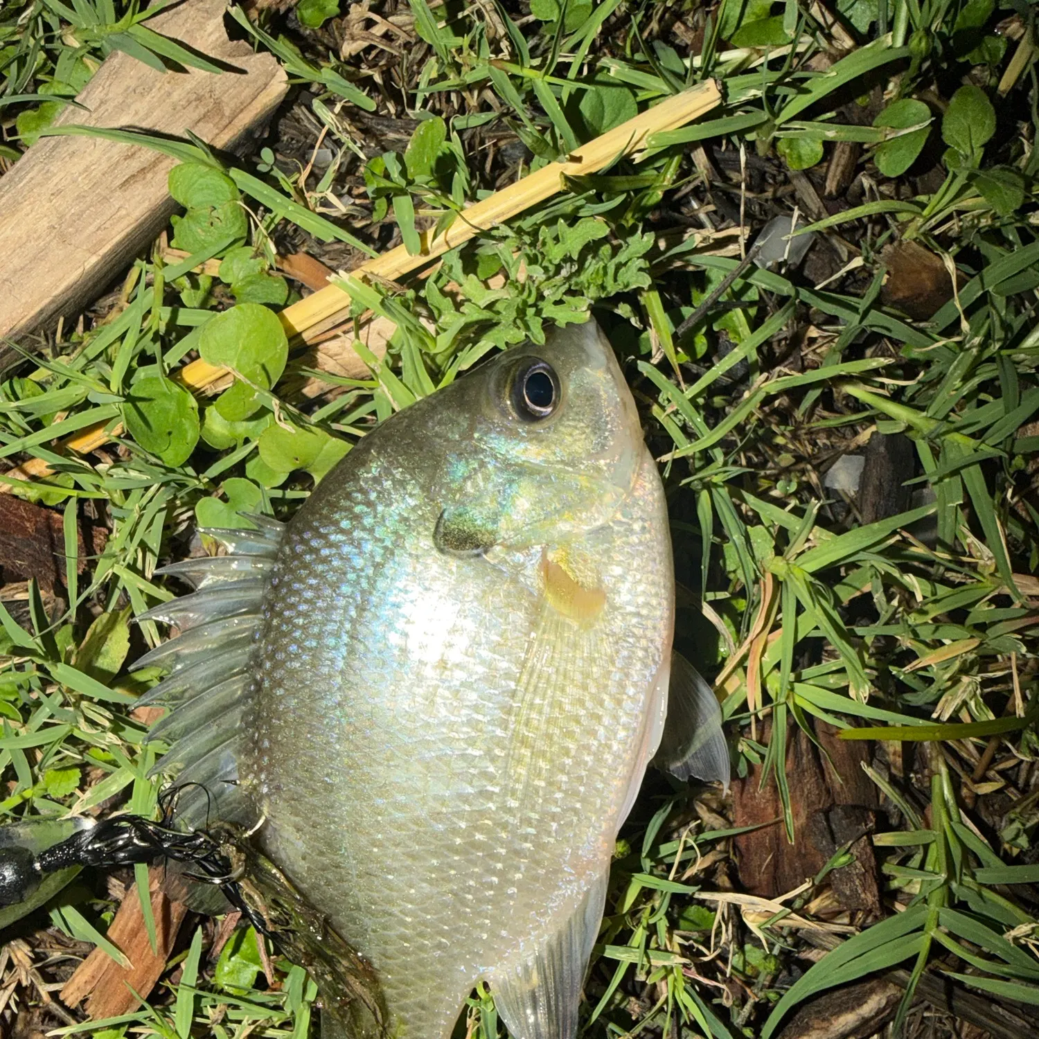 Bluegill caught on Fishbrain