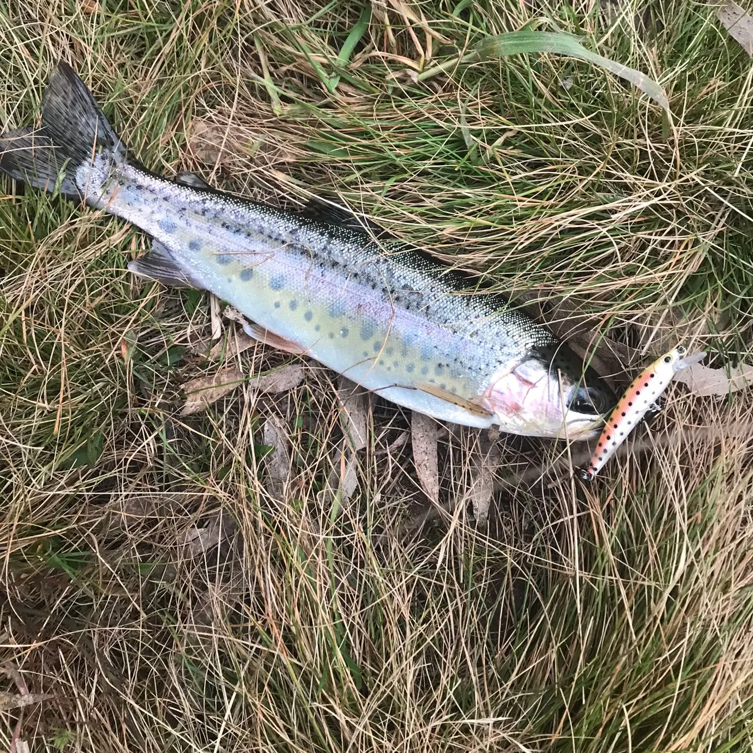 Rainbow trout caught on Fishbrain