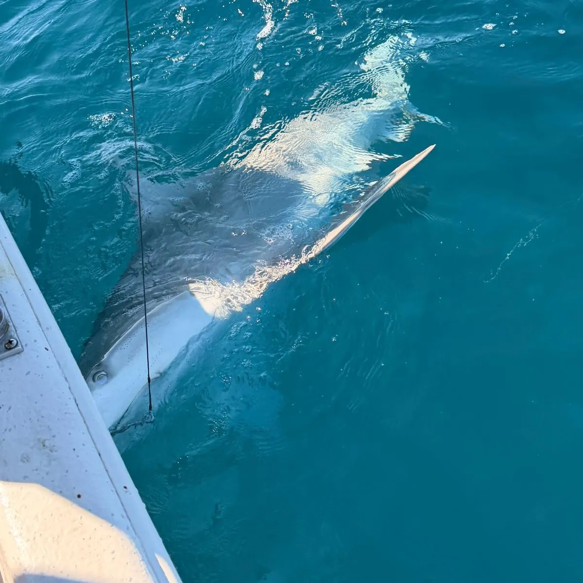 Sandbar shark caught on Fishbrain