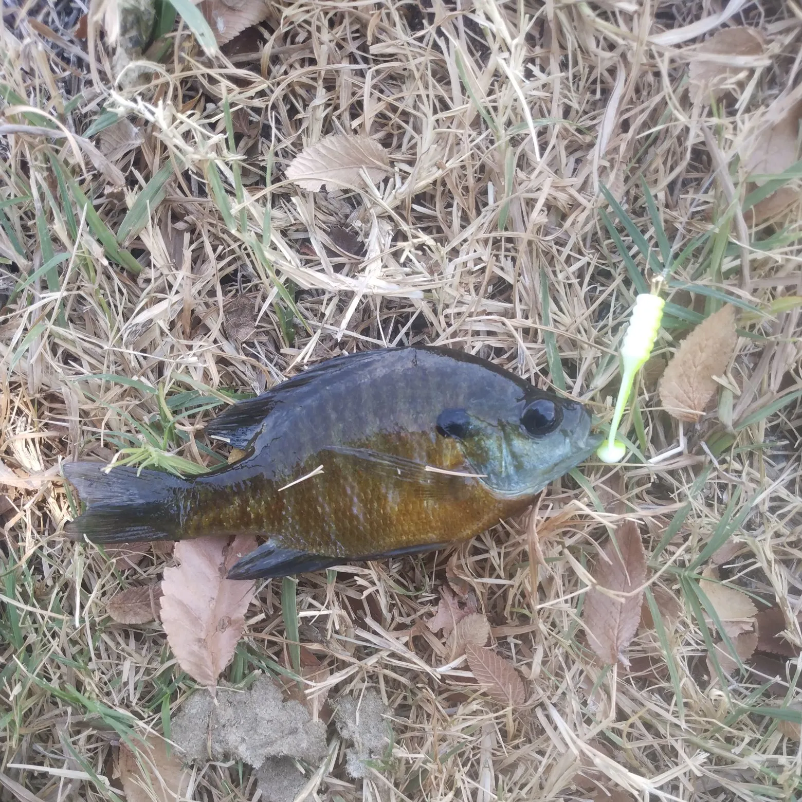 Bluegill caught on Fishbrain