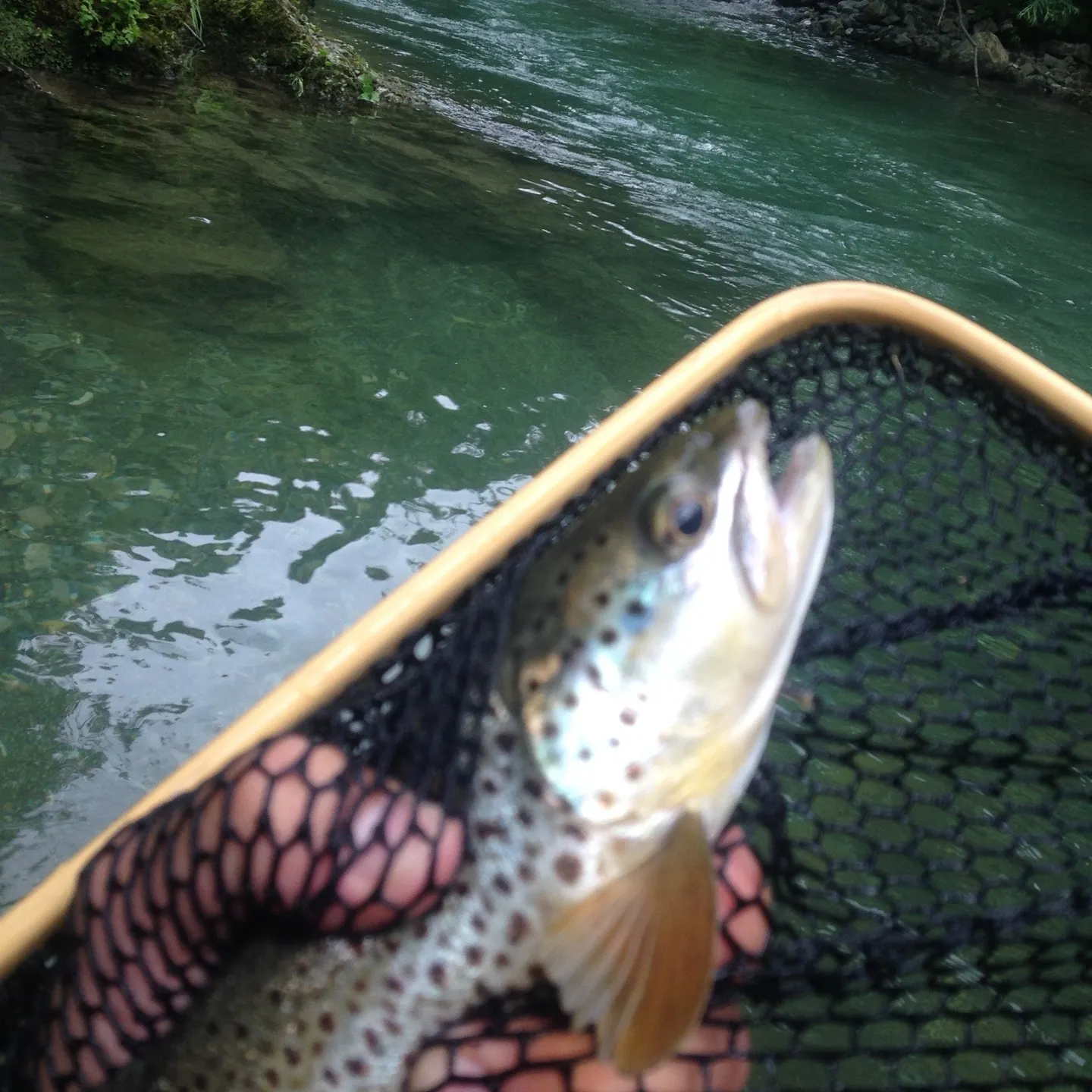 Brown trout caught on Fishbrain