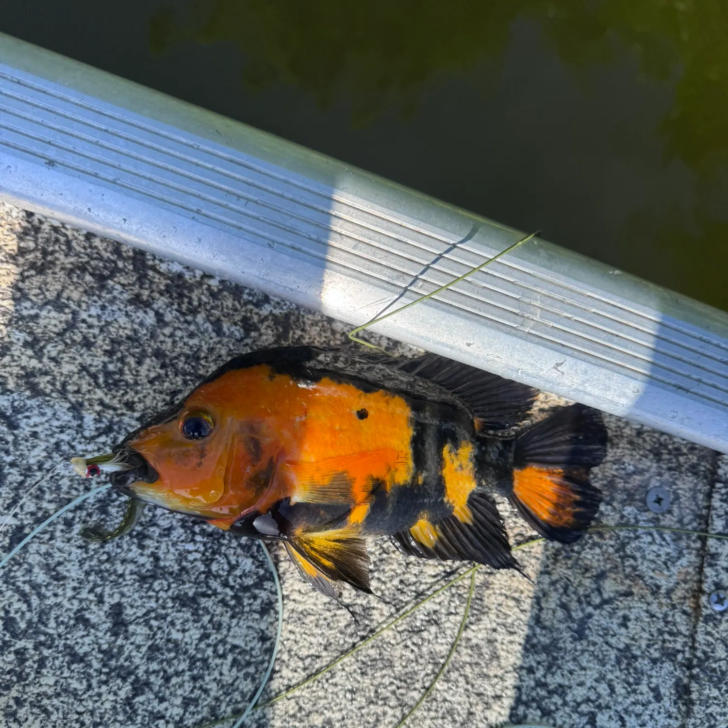 Red devil cichlid caught on Fishbrain