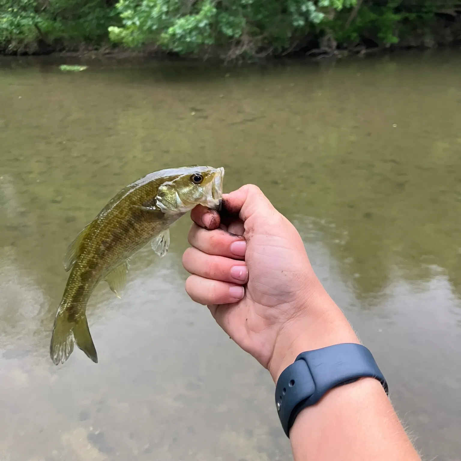The most recent Guadalupe bass catches on Fishbrain