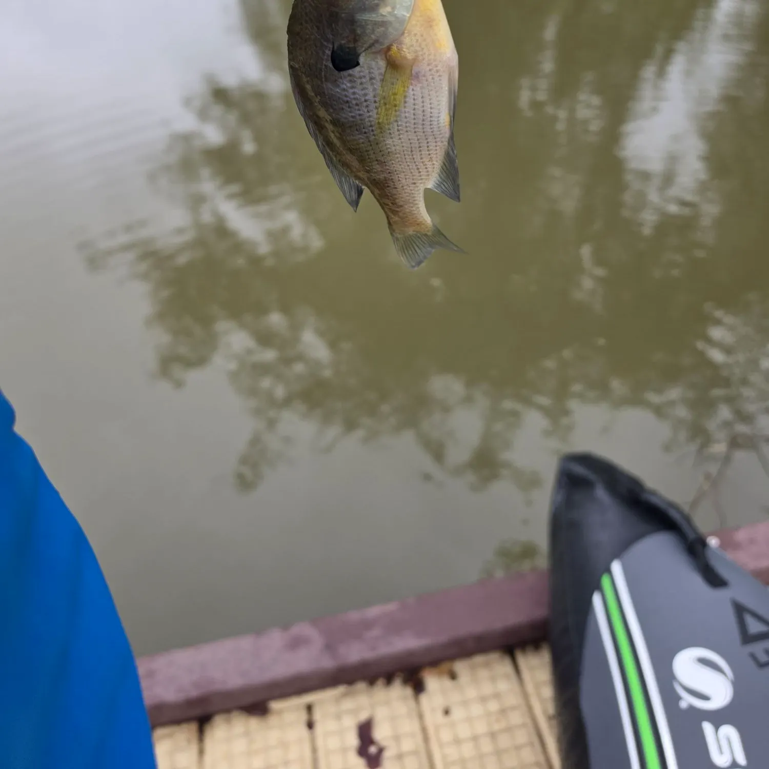 Bluegill caught on Fishbrain