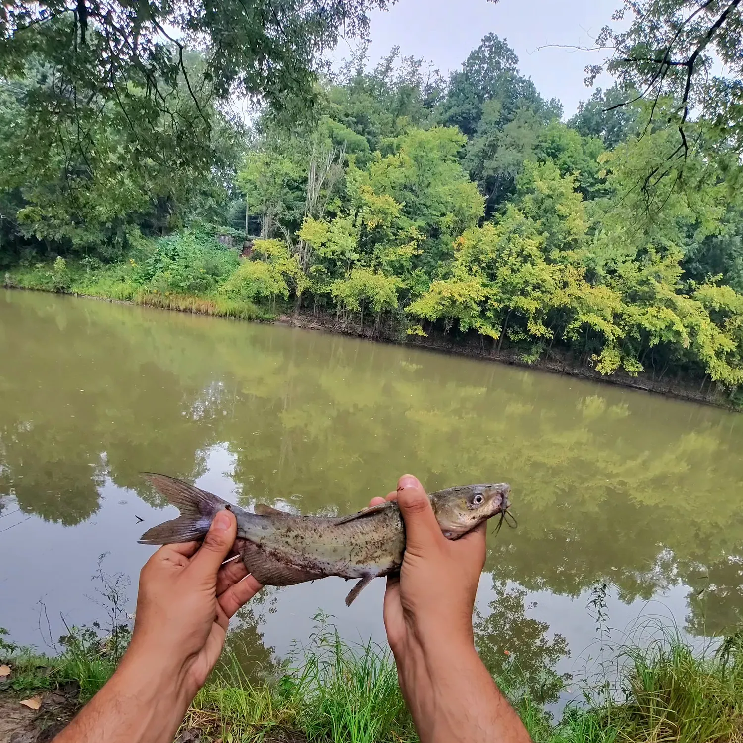 Channel catfish caught on Fishbrain