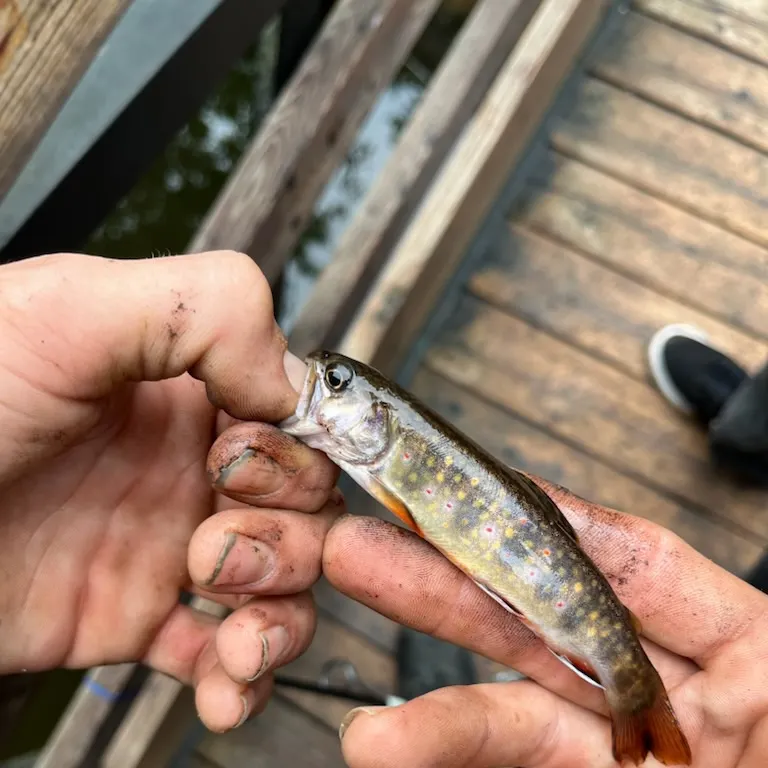 Brook trout caught on Fishbrain