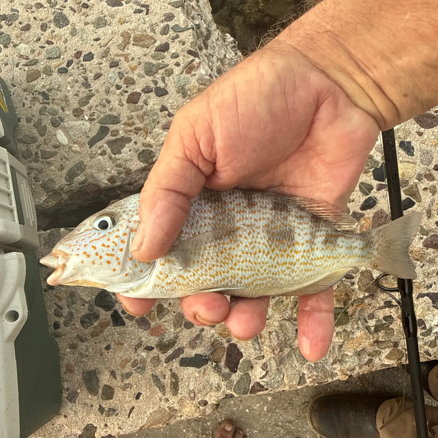 11313 fish hook place gibsonton florida Fishing in Gibsonton, FL (United States) ➡️️️️ Find Spots, Species & Tips