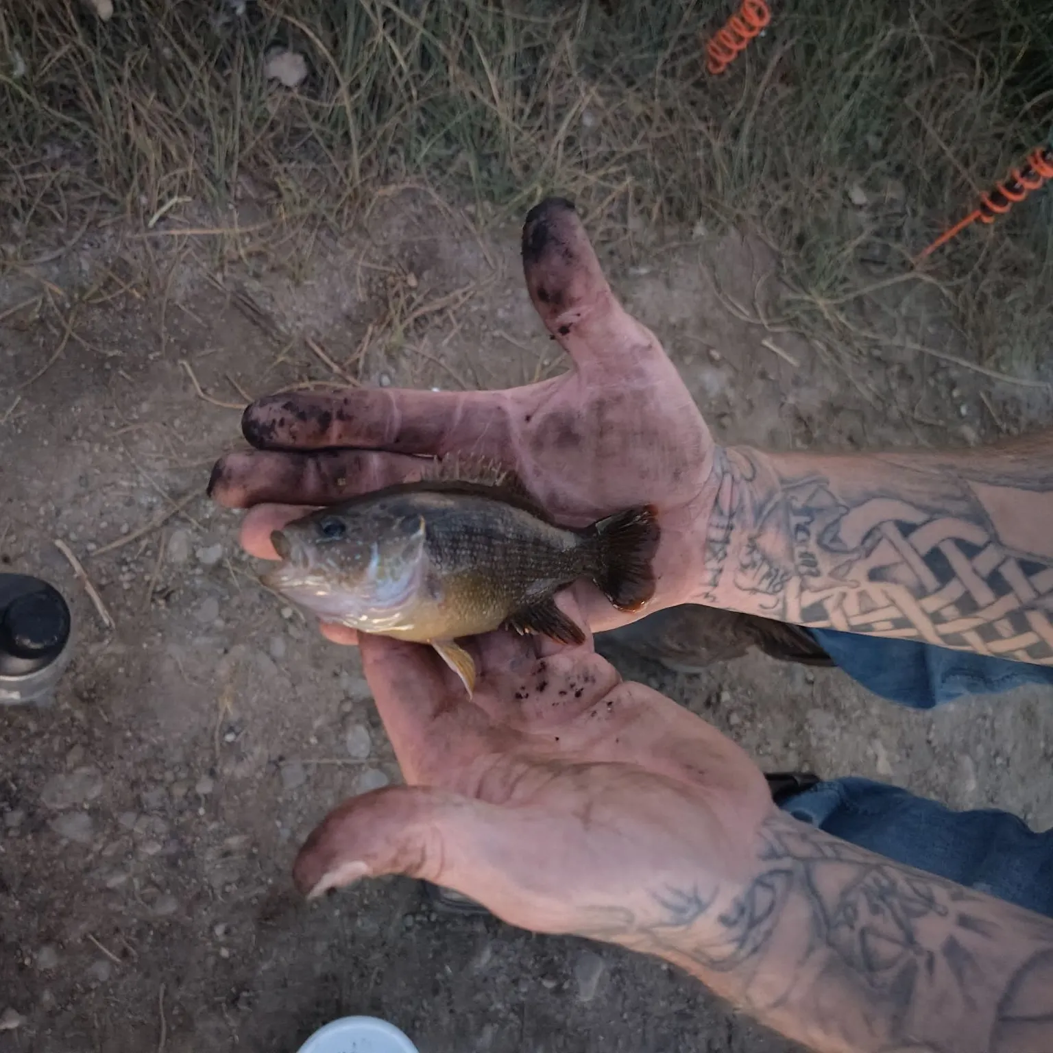 Green sunfish caught on Fishbrain