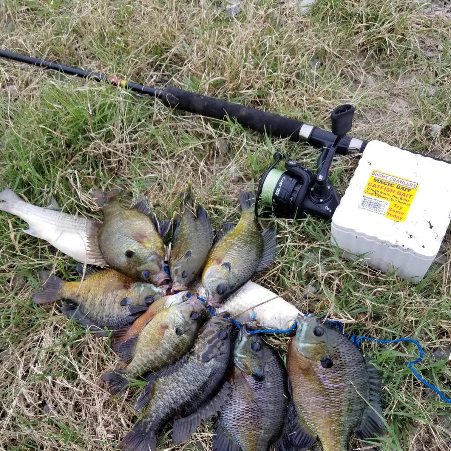 recently logged catches