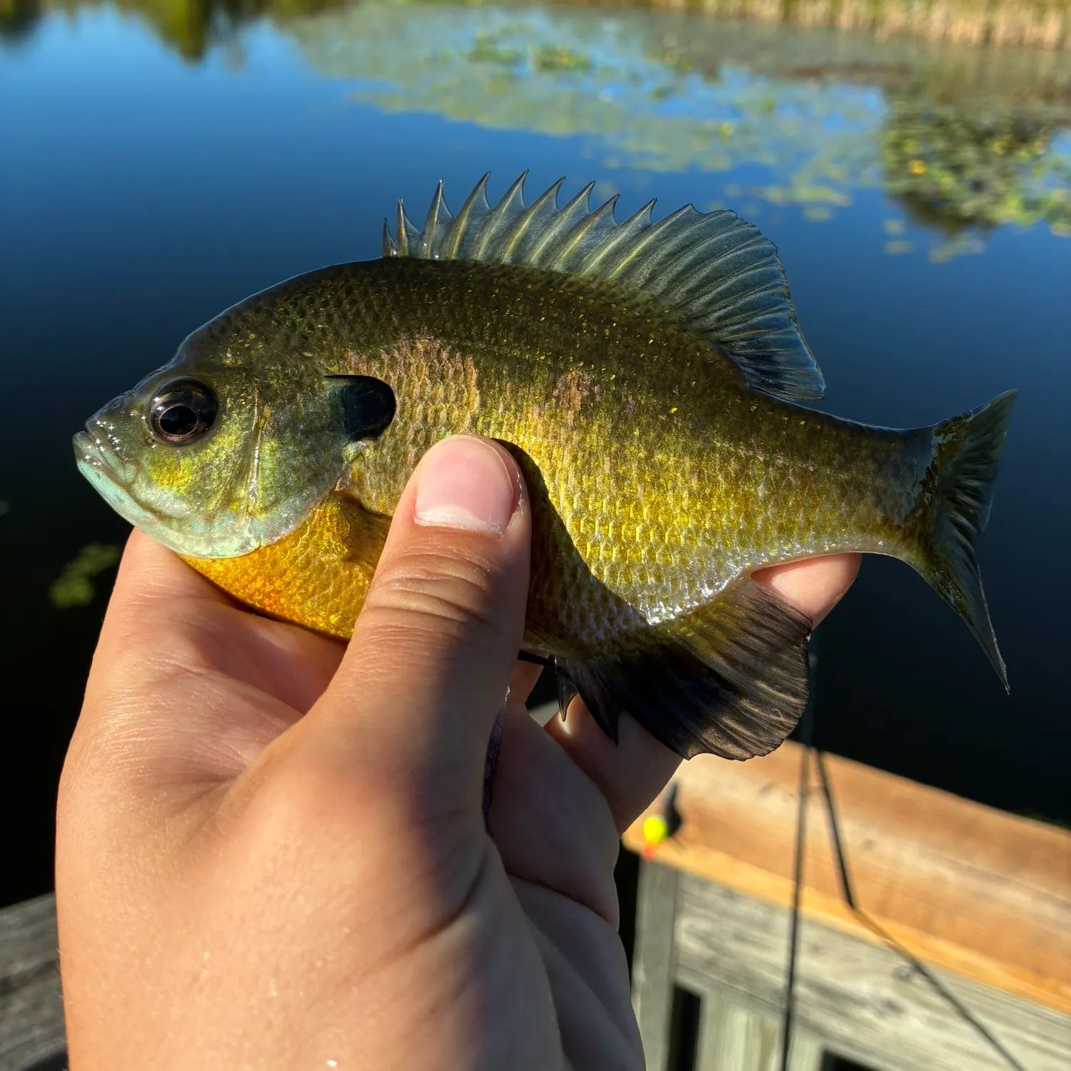 Bluegill caught on Fishbrain