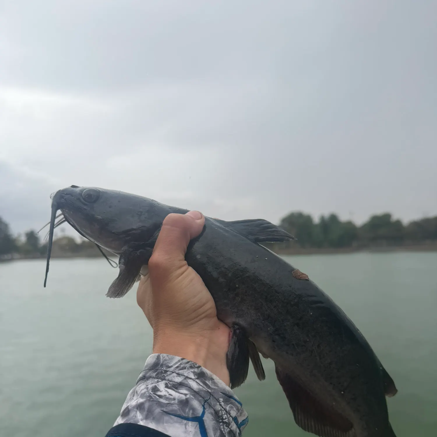 Channel catfish caught on Fishbrain