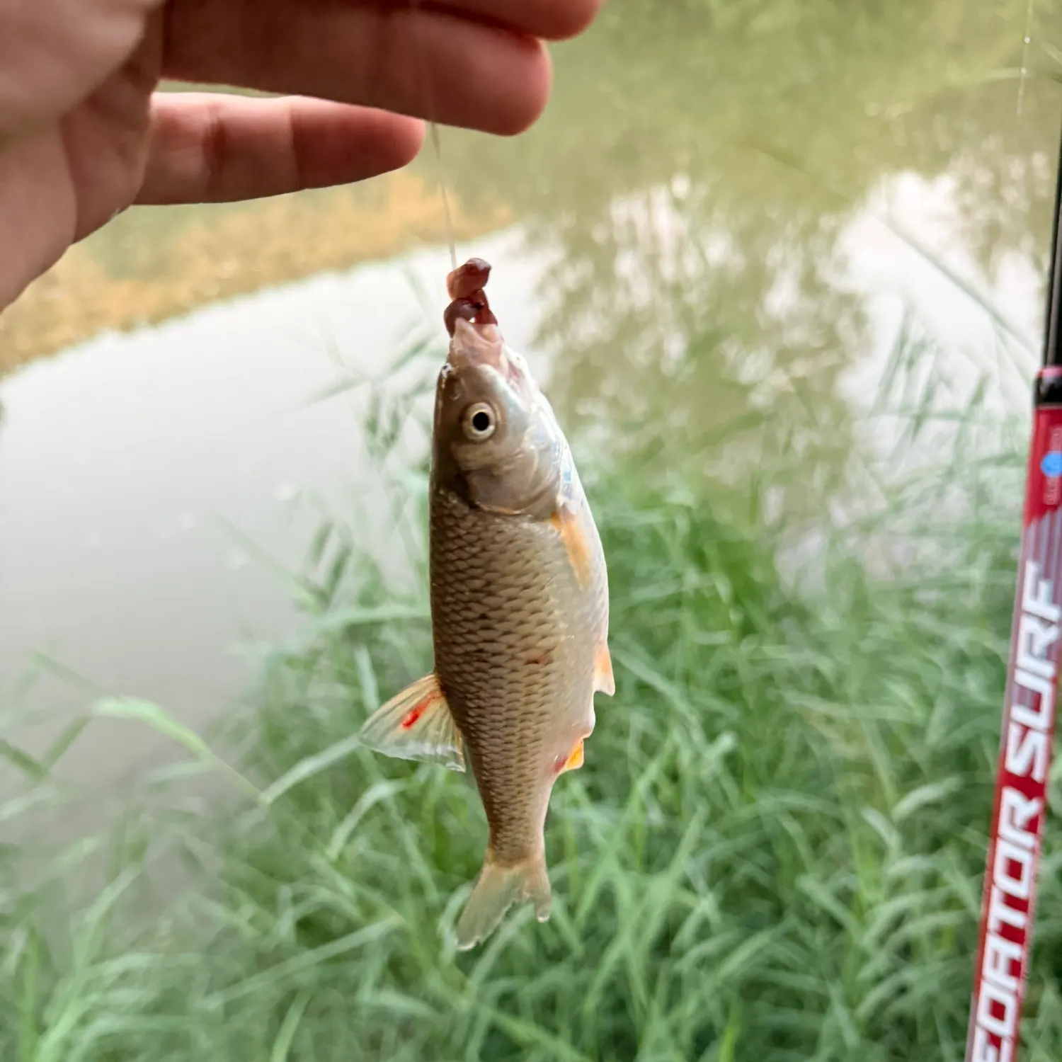 The most recent European chub catches on Fishbrain
