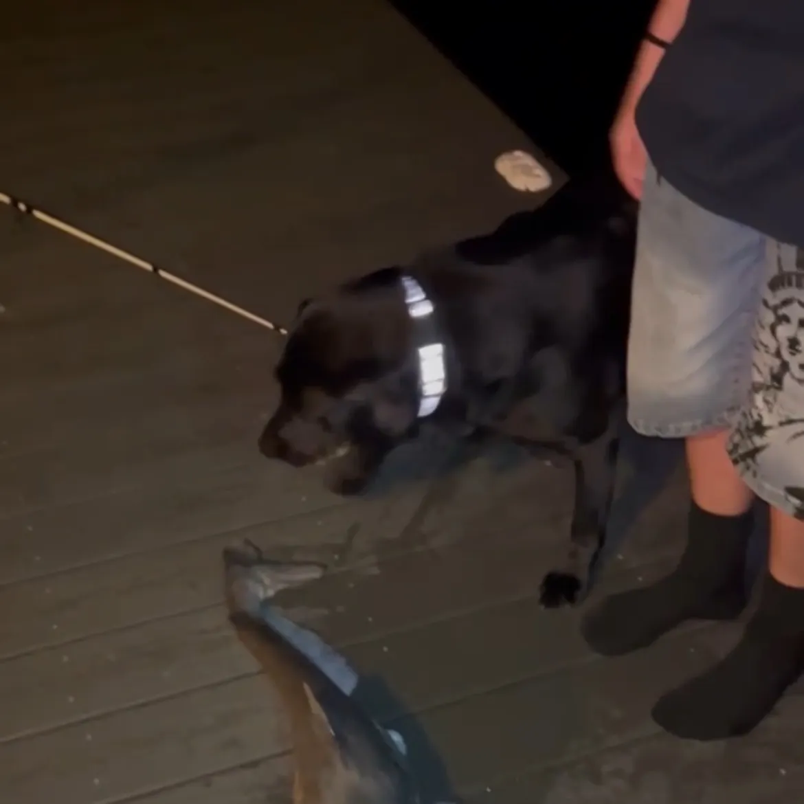 Blue catfish caught on Fishbrain