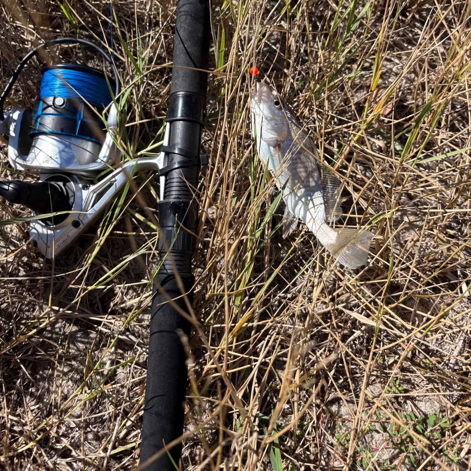 Atlantic croaker caught on Fishbrain