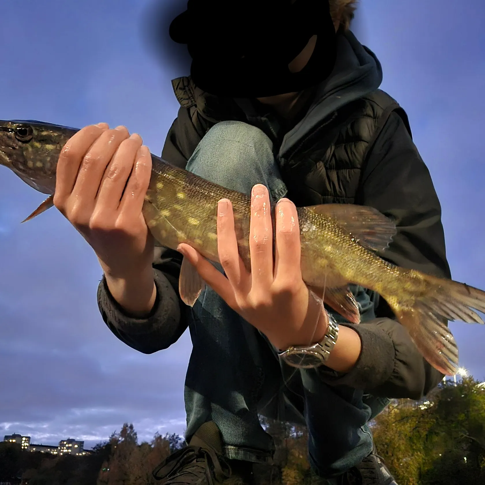 Northern pike caught on Fishbrain