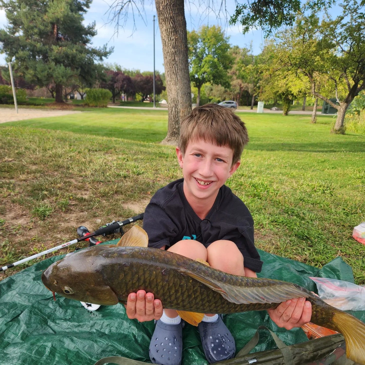 Common carp caught on Fishbrain