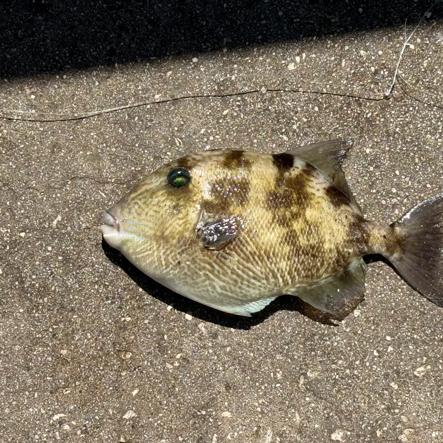 The most recent Grey triggerfish catches on Fishbrain