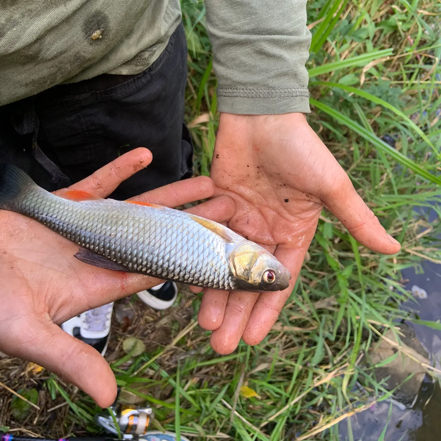 Common roach caught on Fishbrain